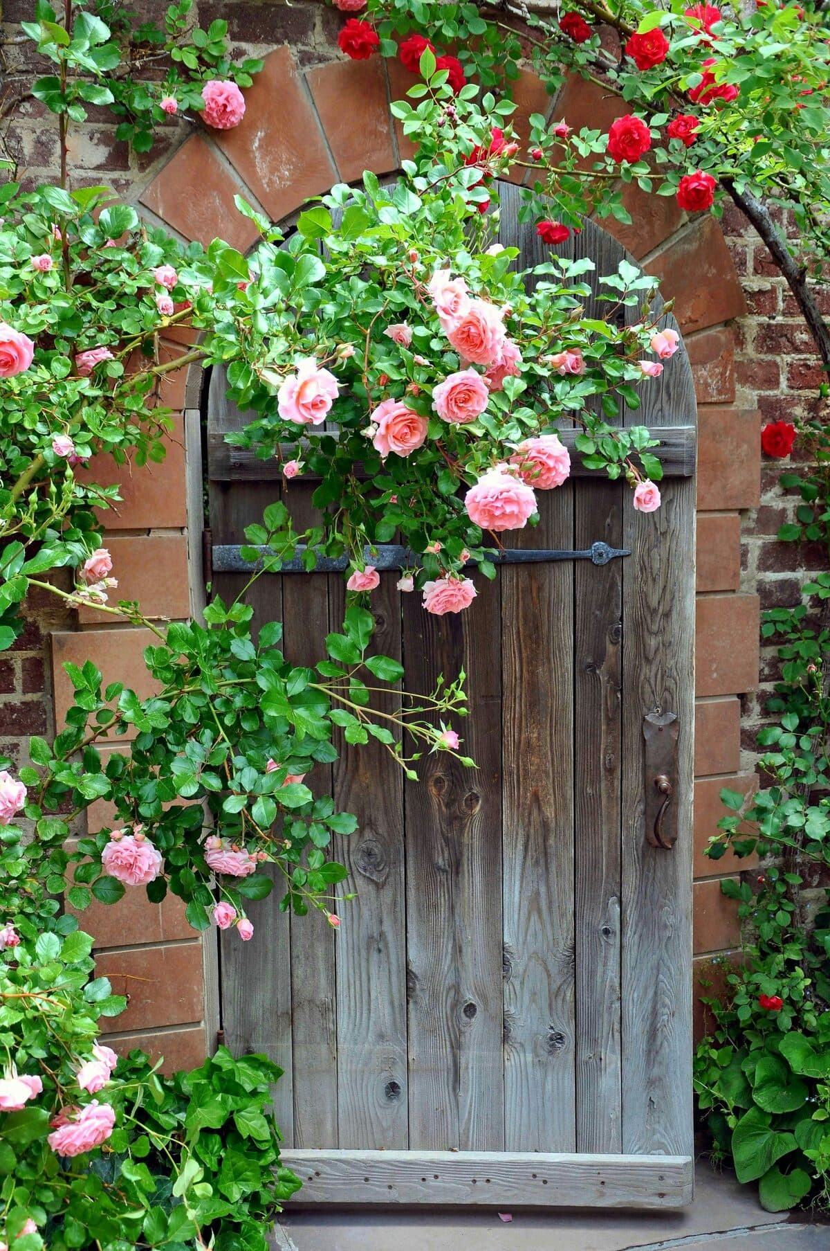 A rose-covered garden gate in a brick wall