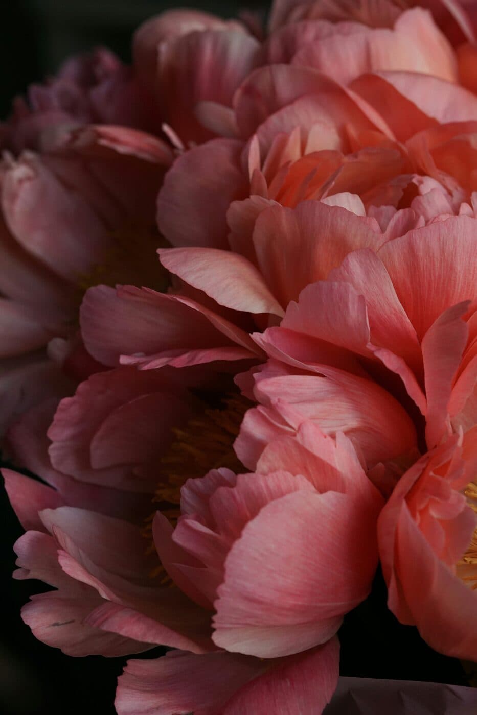 Soft blush peonies against the dark