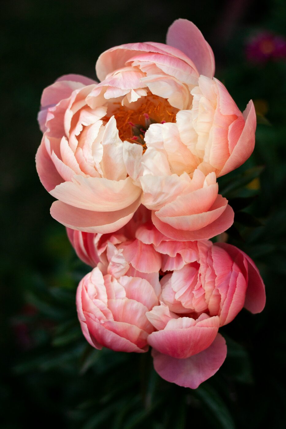 Coral peonies in soft bloom